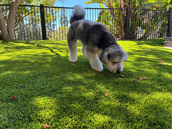 Pet-friendly artificial turf installation San Diego